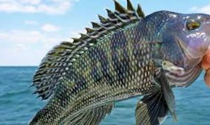 El cambio climático afectará a todos los peces por igual