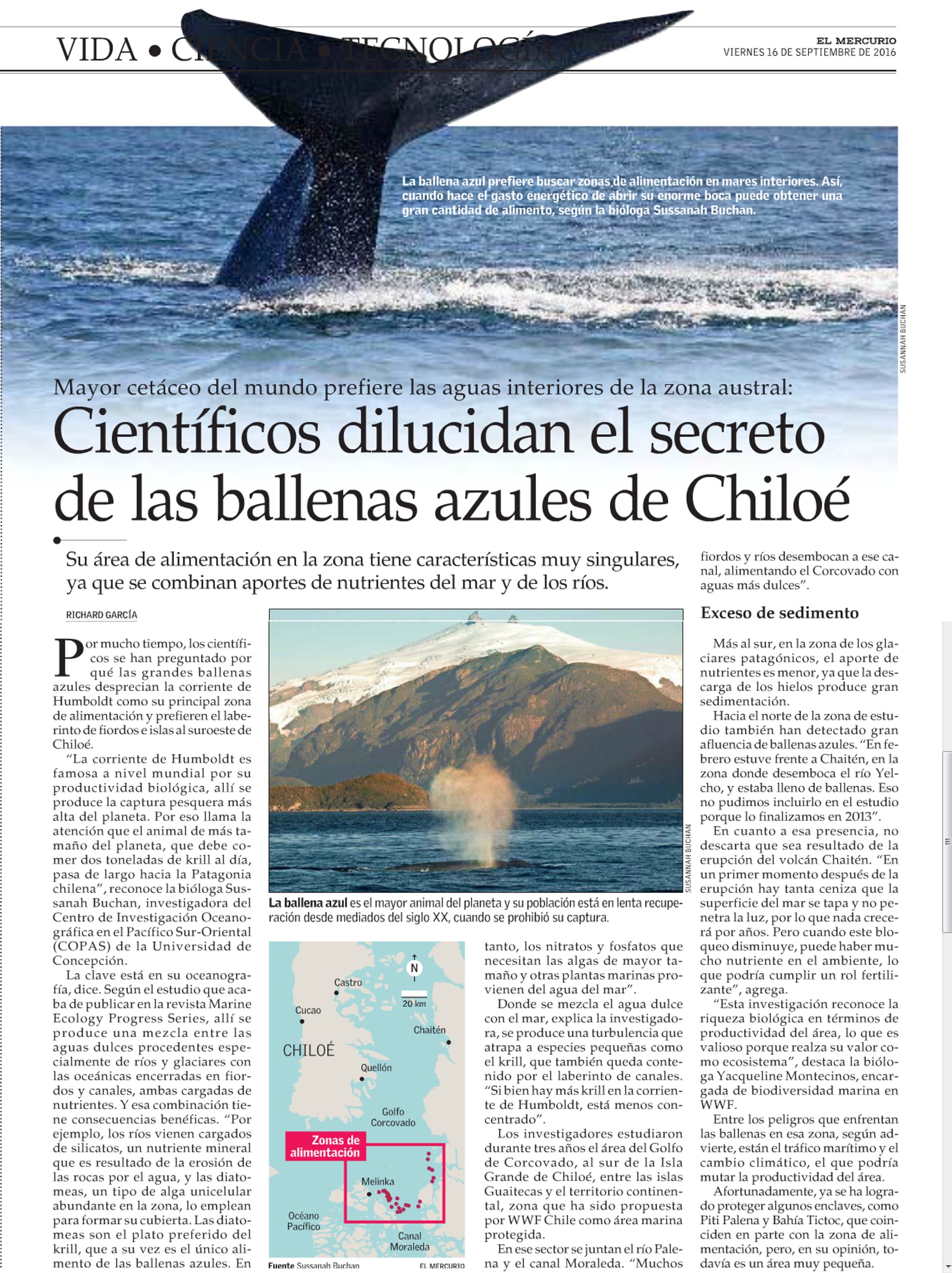 ballena-azulelmercurio