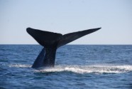 ballena-300x201