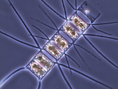 Diatomea