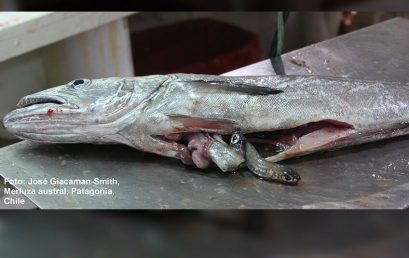 Científicos chilenos y japoneses investigarán cambios oceanográficos en la zona austral del país