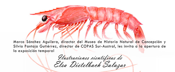 Exhibición Ilustraciones Científicas Elsa Dietelbach Salazar en Museo de Historia Natural Concepción Exhibición Ilustraciones Científicas Elsa Dietelbach Salazar en Museo de Historia Natural Concepción