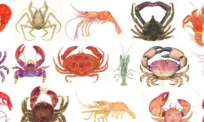 Arte y ciencia se unen en muestra de crustáceos