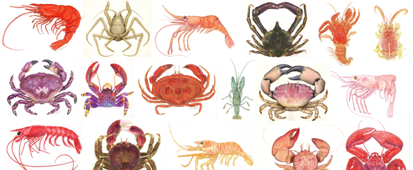 COPAS Sur-Austral celebró el Mes del Mar con ciencia y arte