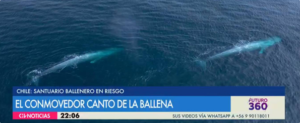 Futuro 360: Rutas marítimas entorpecerían el ‘canto de las ballenas’