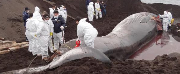 En la región del Biobío se realizó la primera necropsia de ballena fin En la región del Biobío se realizó la primera necropsia de ballena fin