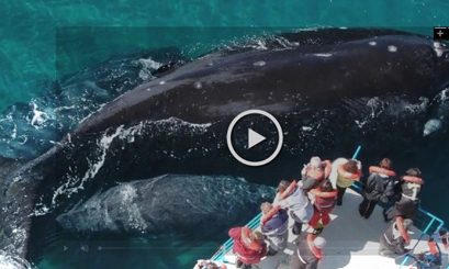 Científicos cuentan cómo grabaron el canto de las ballenas en el Golfo Corcovado