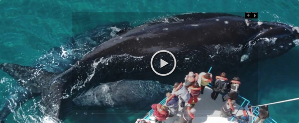Científicos cuentan cómo grabaron el canto de las ballenas en el Golfo Corcovado