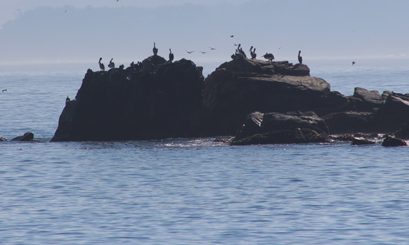De acuerdo a observaciones iniciadas en 2002 frente a Concepción Microalgas de costas chilenas sufren los efectos del cambio climático