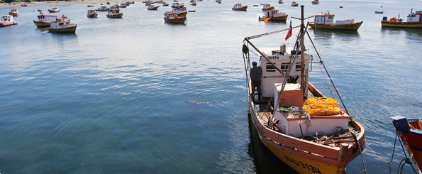Estudio alerta sobre expansión de la marea roja en costas chilenas