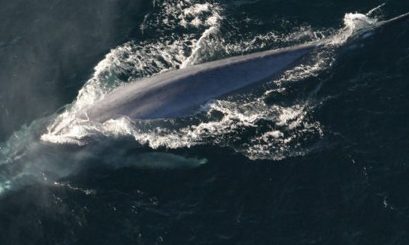 ¿Cómo afecta a Chile el retiro de Japón de la Comisión Ballenera? Estudio muestra nulo crecimiento de población de ballenas azules
