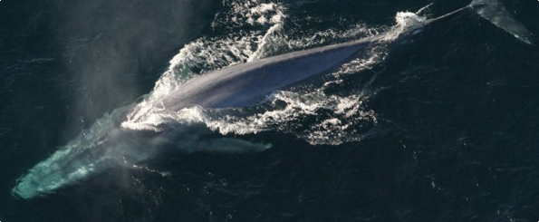 En Golfo Corcovado estudian ballenas azules para determinar su distribución en la Patagonia chilena En Golfo Corcovado estudian ballenas azules para determinar su distribución en la Patagonia chilena