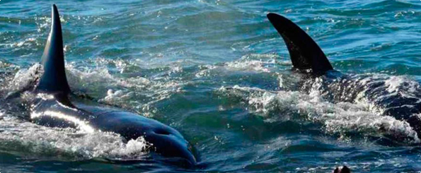 Las desconocidas orcas que nadan por aguas chilenas Las desconocidas orcas que nadan por aguas chilenas
