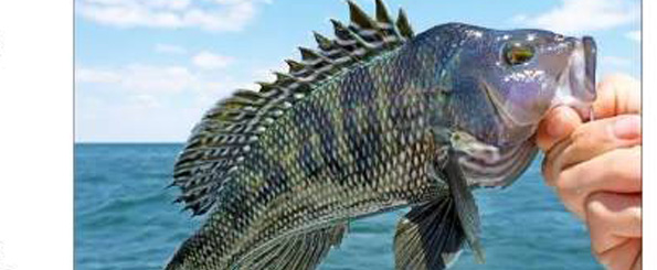 El cambio climático afectará a todos los peces por igual El cambio climático afectará a todos los peces por igual