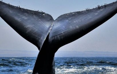 Archipiélago Humboldt, paraíso en peligro