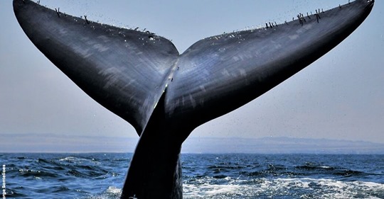 Archipiélago Humboldt, paraíso en peligro Archipiélago Humboldt, paraíso en peligro