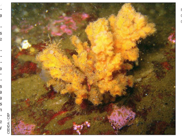 Nueva especie de esponja ha sido descubierta en el seno Magdalena