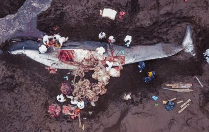 Científicos y el mundo ambiental en estado de alerta por colisiones de embarcaciones con ballenas