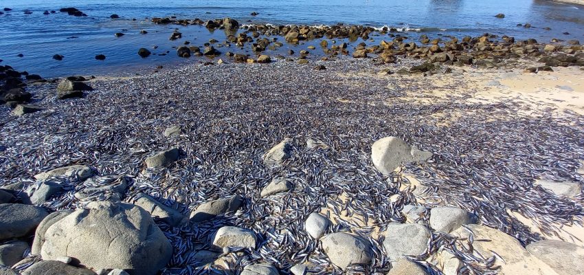 ¿Qué causó la varazón de miles de ejemplares de sardina, pejerrey y anchoveta en la playa de Coliumo en el Biobío?
