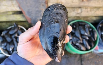 Estudio COPAS Coastal-INCAR determinó que ciertos pesticidas afectan el desarrollo en estadios de larva del “Choro Zapato”